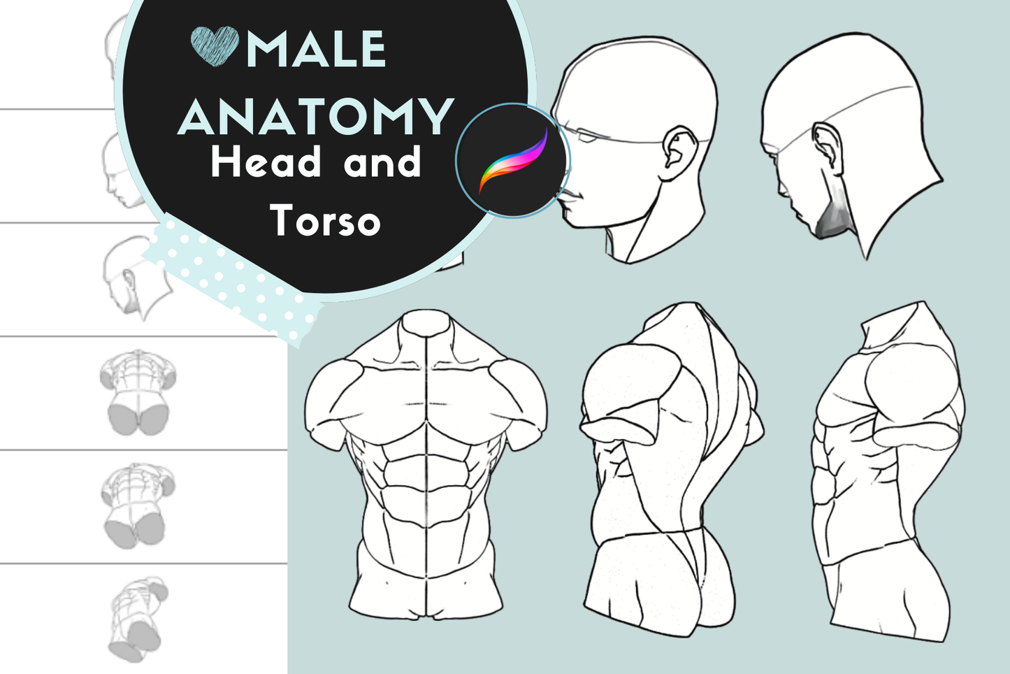 Male Anatomy Reference Set – 36 Procreate Stamps for Studies - Cozy Brushery