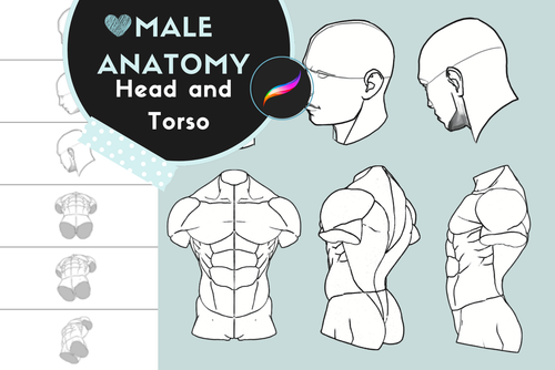 Male Anatomy Reference Set – 36 Procreate Stamps for Studies - Cozy Brushery