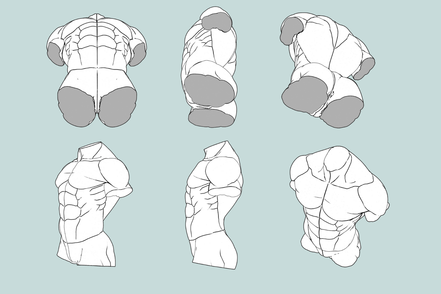 Male Anatomy Reference Set – 36 Procreate Stamps for Studies - Cozy Brushery