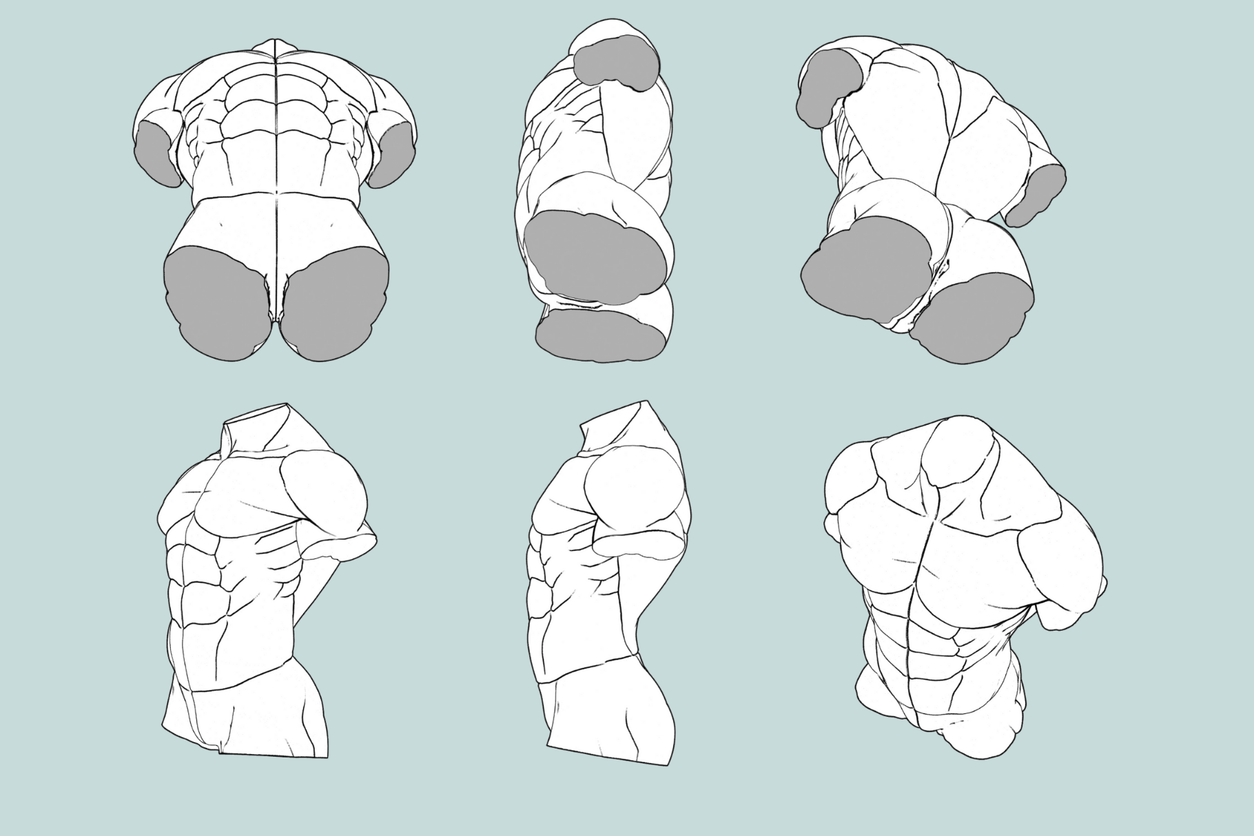 Male Anatomy Reference Set – 36 Procreate Stamps for Studies - Cozy Brushery