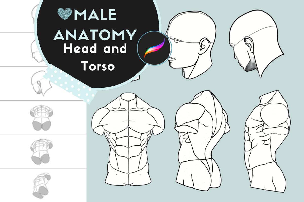 Procreate Stamps: Male Anatomy Reference Set, 36 Realistic Head and Torso Stamps for Body Anatomy and Figure Drawing