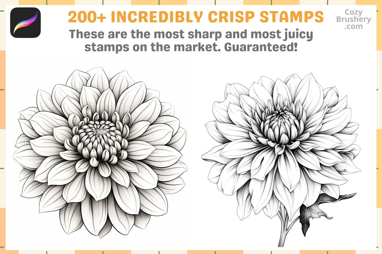 200+ Procreate Dahlia Stamps, Lush Dahlia Brushes For Enchanting Digital Art, Instant Download